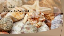  Presentation with sea shell - 