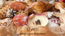  Presentation with sea shell - 
