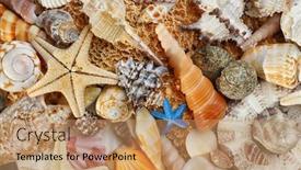  Presentation with sea shell - 