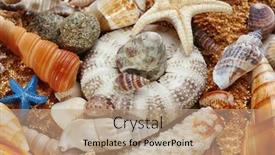  Presentation with sea shell - 
