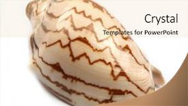  Presentation with sea shell - Amazing PPT layouts having sea shell isolated on white backdrop and a  colored foreground