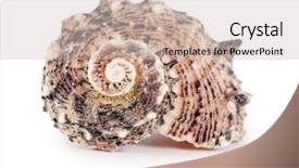  Presentation with sea shell - Cool new PPT theme with sea shell isolated backdrop and a soft green colored foreground
