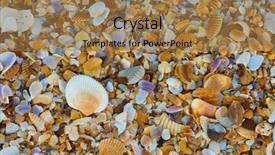  Presentation with math ocean - Colorful theme enhanced with sea shell macro florida ocean backdrop and a coral colored foreground