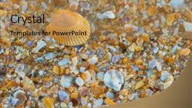  Presentation with sea shell - PPT theme having sea shell macro florida ocean background and a coral colored foreground