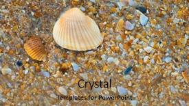  Presentation with save the ocean - Audience pleasing slides consisting of sea shell macro florida ocean backdrop and a coral colored foreground