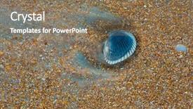  Presentation with sea shell - Theme featuring sea shell macro florida ocean background and a coral colored foreground