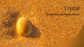  Presentation with sea shell - PPT layouts consisting of sea shell macro florida ocean background and a gold colored foreground