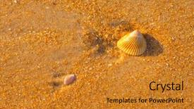  Presentation with ocean currents - Presentation theme with sea shell macro florida ocean background and a gold colored foreground