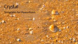 Presentation with math ocean - Cool new presentation with sea shell macro florida ocean backdrop and a gold colored foreground