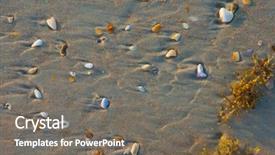  Presentation with sea shell - Slides consisting of sea shell macro florida ocean background and a  colored foreground