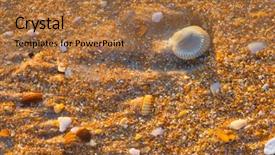  Presentation with sea shell - Audience pleasing PPT theme consisting of sea shell macro florida ocean backdrop and a coral colored foreground