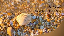 Presentation with sea shell - Cool new presentation theme with sea shell macro florida ocean backdrop and a  colored foreground