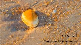  Presentation with sea shell - Amazing slides having sea shell macro florida ocean backdrop and a  colored foreground