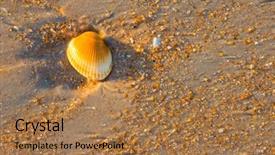  Presentation with sea shell - Theme consisting of sea shell macro florida ocean background and a coral colored foreground