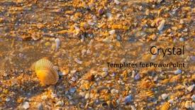  Presentation with sea shell - Audience pleasing slides consisting of sea shell macro florida ocean backdrop and a red colored foreground