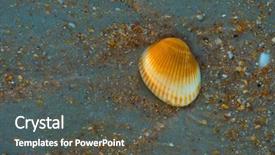  Presentation with compass ocean - Theme with sea shell macro florida ocean background and a dark gray colored foreground