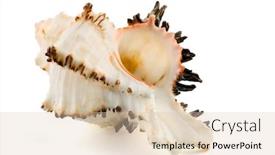  Presentation with sea shell - Audience pleasing PPT theme consisting of sea-shell-murex-endivia-isolated backdrop and a lemonade colored foreground