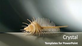  Presentation with sea shell - Beautiful PPT layouts featuring sea shell of venus comb backdrop and a dark gray colored foreground
