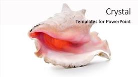  Presentation with sea shell - PPT layouts enhanced with sea shell on the white background and a white colored foreground