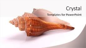  Presentation with sea shell - Audience pleasing presentation consisting of sea shell on white background backdrop and a white colored foreground