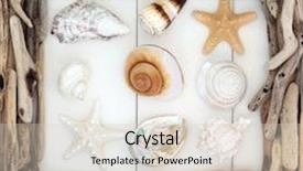  Presentation with sea shell - Presentation theme having sea shell selection and driftwood border over wooden white background background and a lemonade colored foreground