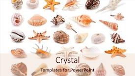  Presentation with sea shells - Cool new presentation theme with sea shells - collection of cockleshell isolated backdrop and a lemonade colored foreground