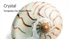 Presentation with seashell - Amazing PPT layouts having sea shells - seashell isolated over white background backdrop and a white colored foreground