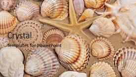  Presentation with sea shells - Colorful slide deck enhanced with sea shells - seashells and seastar backdrop and a coral colored foreground