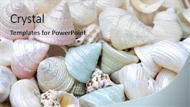  Presentation with sea shells - Slide set consisting of sea shells - seashells background background and a soft green colored foreground