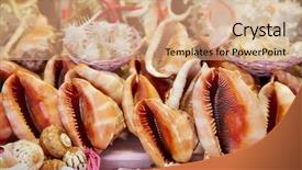  Presentation with sea shells - PPT layouts consisting of sea shells and beach souvenirs background and a coral colored foreground
