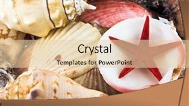  Presentation with sea shells - PPT layouts consisting of sea shells and star background and a lemonade colored foreground