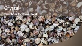  Presentation with sea shells - Beautiful PPT theme featuring sea shells background close up backdrop and a gray colored foreground