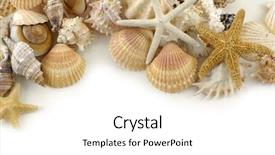  Presentation with sea shells - PPT theme having sea shells background background and a white colored foreground