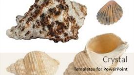  Presentation with sea shells - Presentation theme enhanced with sea-shells-isolated-on-white background and a lemonade colored foreground