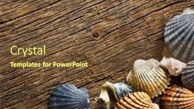  Presentation with sea shells - 