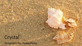  Presentation with sea shells - Audience pleasing PPT layouts consisting of sea-shells-on-sand-close backdrop and a coral colored foreground