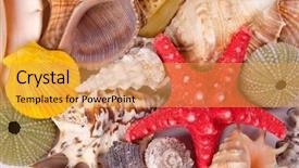  Presentation with sea shells - Presentation enhanced with sea shells on the beach background and a yellow colored foreground