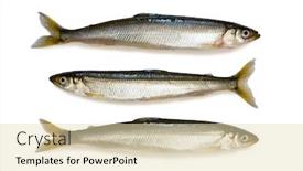  Presentation with fish - Colorful theme enhanced with sea-shishamo-smelt-fish-isolated backdrop and a soft green colored foreground