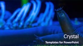  Presentation with tank - Slides having sea slug in a darkest background and a navy blue colored foreground