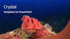  Presentation with spanish - Beautiful slides featuring sea slugs - eggs of spanish dancer nudibranch backdrop and a  colored foreground