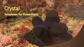  Presentation with maldives - Presentation theme with sea slugs - maldives sponge snail background and a  colored foreground