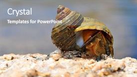  Presentation with sea shell - Presentation having sea slugs - marine snail in the spiral background and a gray colored foreground