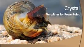  Presentation with sea shell - Beautiful slides featuring sea slugs - marine snail in the spiral backdrop and a gray colored foreground