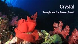  Presentation with eggs egg carton egg box - Theme consisting of sea slugs - spanish dancer nudibranch eggs background and a  colored foreground