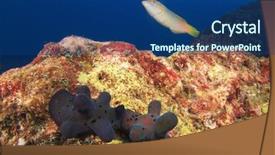  Presentation with snails and forest - Beautiful PPT theme featuring sea slugs - sponge snails mating backdrop and a  colored foreground