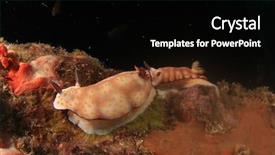  Presentation with designe for two wheelers safety - Cool new slide set with sea slugs - two chromodoris nudibranchs mating backdrop and a  colored foreground