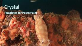  Presentation with two wheeler - Beautiful presentation design featuring sea slugs - two chromodoris nudibranchs mating backdrop and a  colored foreground