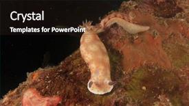  Presentation with contemporary world two columns - Presentation theme enhanced with sea slugs - two chromodoris nudibranchs mating background and a  colored foreground