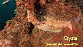  Presentation with two wheeler - Cool new theme with sea slugs - two chromodoris nudibranchs mating backdrop and a  colored foreground