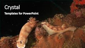  Presentation with two wheeler - Slide deck enhanced with sea slugs - two chromodoris nudibranchs mating background and a  colored foreground